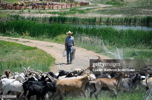 Co-owner Donny Benz moves the herd to a new grazing spot. The City and County of Broomfield has found a somewhat unique and successful way of...