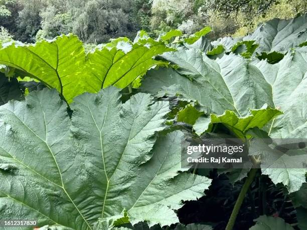 leaves of chilean rhubarb (gunnera tinctoria) in close up. - gunnera plant fotografías e imágenes de stock
