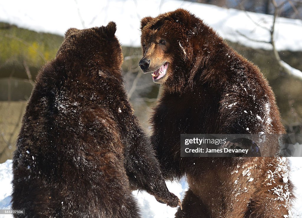 Animals At The Bronx Zoo - February 9, 2013