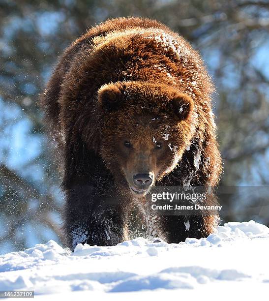 Grizzly bears are seen at the Bronx Zoo after a snow storm on February 9, 2013 in the Bronx borough of New York City.