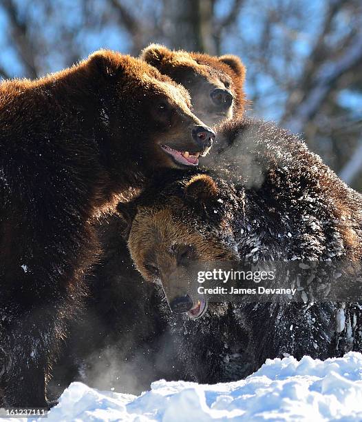 Grizzly bears are seen at the Bronx Zoo after a snow storm on February 9, 2013 in the Bronx borough of New York City.