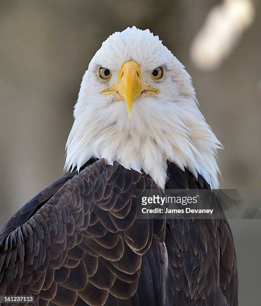 Bald Eagle is seen at the Bronx Zoo after a snow storm on February 9, 2013 in the Bronx borough of New York City.