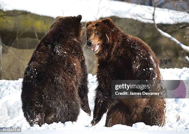 Grizzly bears are seen at the Bronx Zoo after a snow storm on February 9, 2013 in the Bronx borough of New York City.