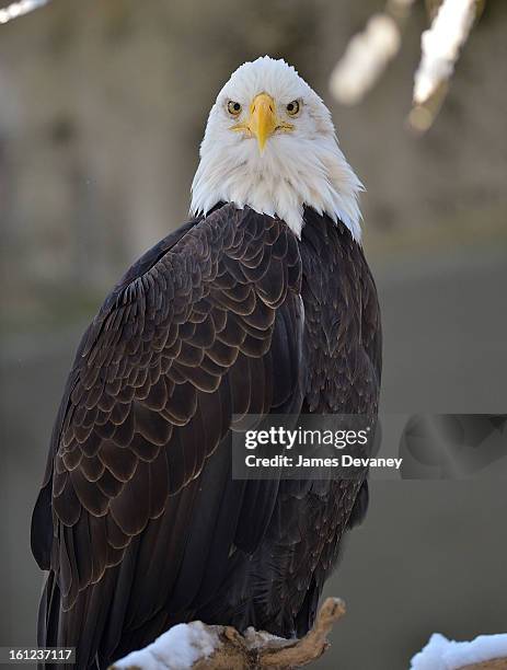 Bald eagle is seen at the Bronx Zoo after a snow storm on February 9, 2013 in the Bronx borough of New York City.