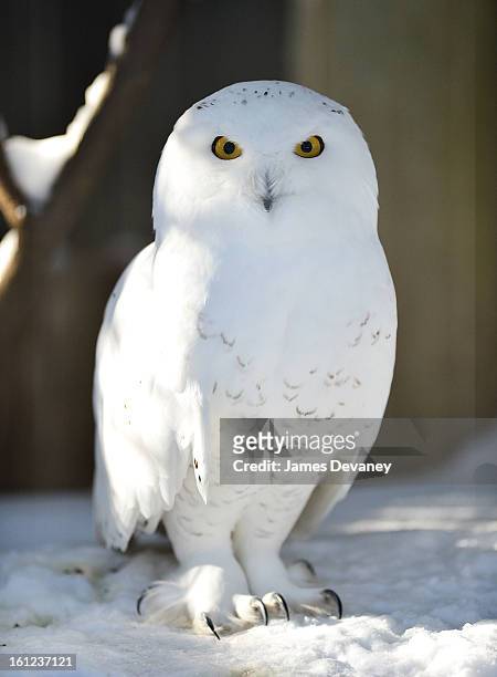 Snowy owl is seen at the Bronx Zoo after a snow storm on February 9, 2013 in the Bronx borough of New York City.