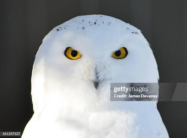 Snowy owl is seen at the Bronx Zoo after a snow storm on February 9, 2013 in the Bronx borough of New York City.