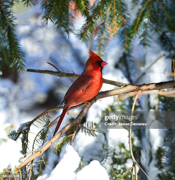 Cardinal is seen at the Bronx Zoo after a snow storm on February 9, 2013 in the Bronx borough of New York City.