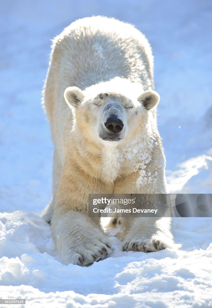 Animals At The Bronx Zoo - February 9, 2013