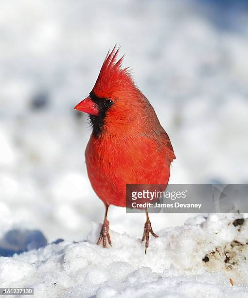 Cardinal is seen at the Bronx Zoo after a snow storm on February 9, 2013 in the Bronx borough of New York City.