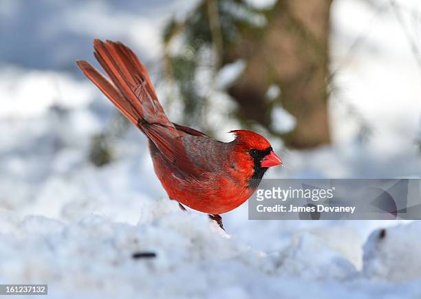 Cardinal is seen at the Bronx Zoo after a snow storm on February 9, 2013 in the Bronx borough of New York City.