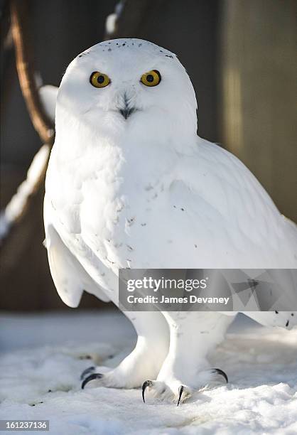 Snowy owl is seen at the Bronx Zoo after a snow storm on February 9, 2013 in the Bronx borough of New York City.