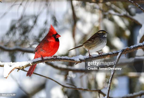 Cardinal is seen at the Bronx Zoo after a snow storm on February 9, 2013 in the Bronx borough of New York City.