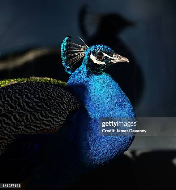 Peacock is seen at the Bronx Zoo after a snow storm on February 9, 2013 in the Bronx borough of New York City.