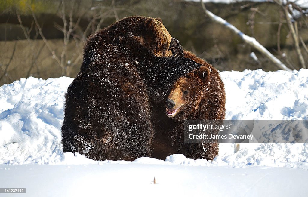 Animals At The Bronx Zoo - February 9, 2013