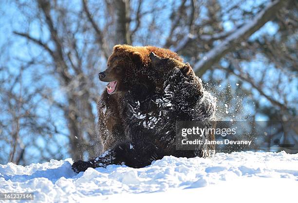 Grizzly bears are seen at the Bronx Zoo after a snow storm on February 9, 2013 in the Bronx borough of New York City.