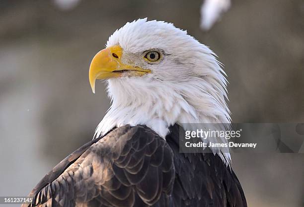 Bald Eagle is seen at the Bronx Zoo after a snow storm on February 9, 2013 in the Bronx borough of New York City.