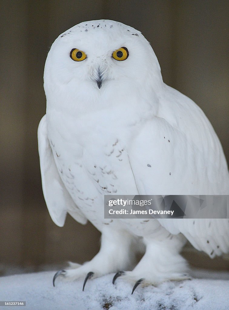 Animals At The Bronx Zoo - February 9, 2013