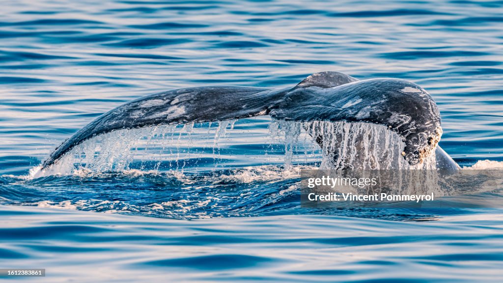 Humpback Whale
