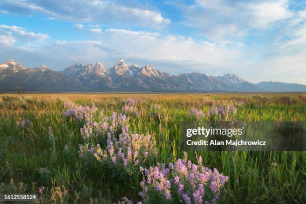 grand teton national park - grand teton stock pictures, royalty-free photos & images