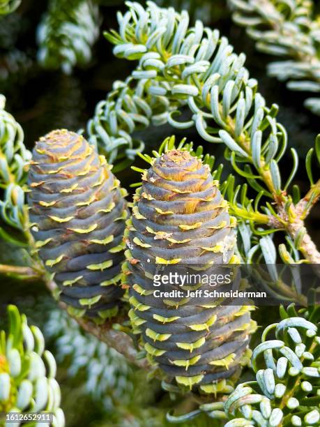balsam fir cones - morrisville vt stock pictures, royalty-free photos & images