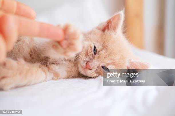 a homeless little weak kitten lies on a diaper in an animal shelter, touches a human finger with its paw - surgical footwear stock pictures, royalty-free photos & images