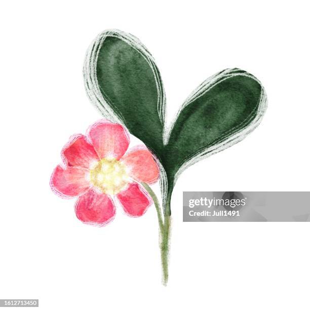 watercolor pink flower on a white background - rose petals stock illustrations