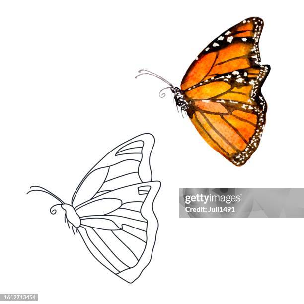 ilustraciones, imágenes clip art, dibujos animados e iconos de stock de dibujo para colorear con acuarela mariposa - mariposa monarca