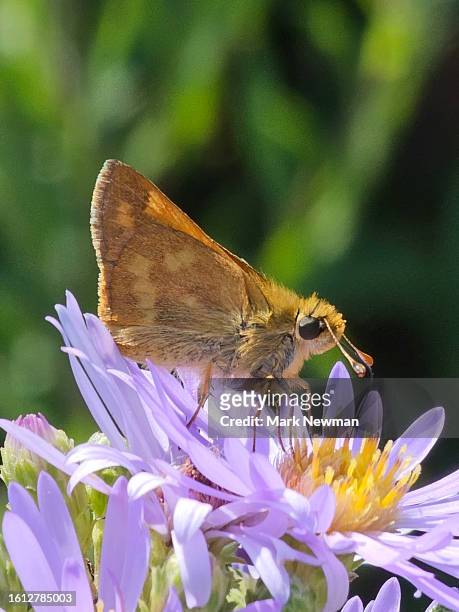 woodland skipper butterfly - woodland skipper stock pictures, royalty-free photos & images