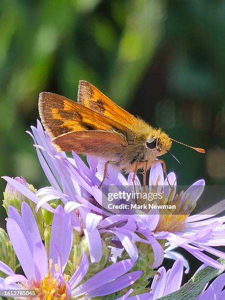 woodland skipper butterfly - woodland skipper stock pictures, royalty-free photos & images