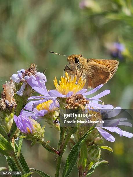 woodland skipper butterfly - woodland skipper stock pictures, royalty-free photos & images