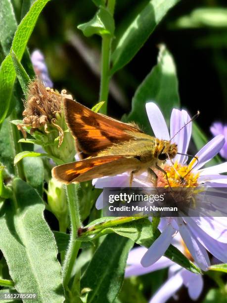 woodland skipper butterfly - woodland skipper stock pictures, royalty-free photos & images