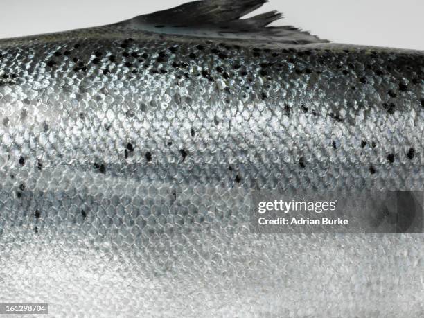 Scaly Fish Example 3,557 Scaly Fish Stock Photos, High-Res Pictures, and Images - Getty Images
