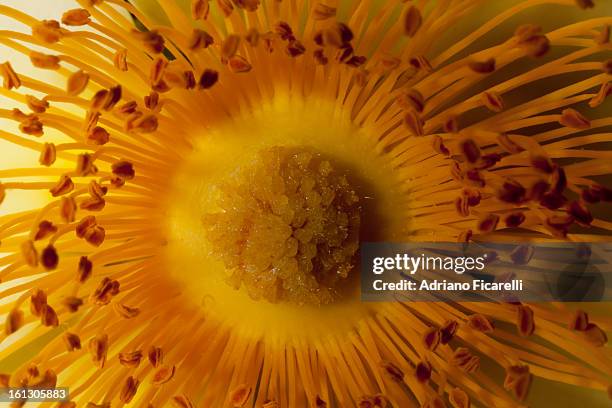 mermaid rose - adriano ficarelli stockfoto's en -beelden