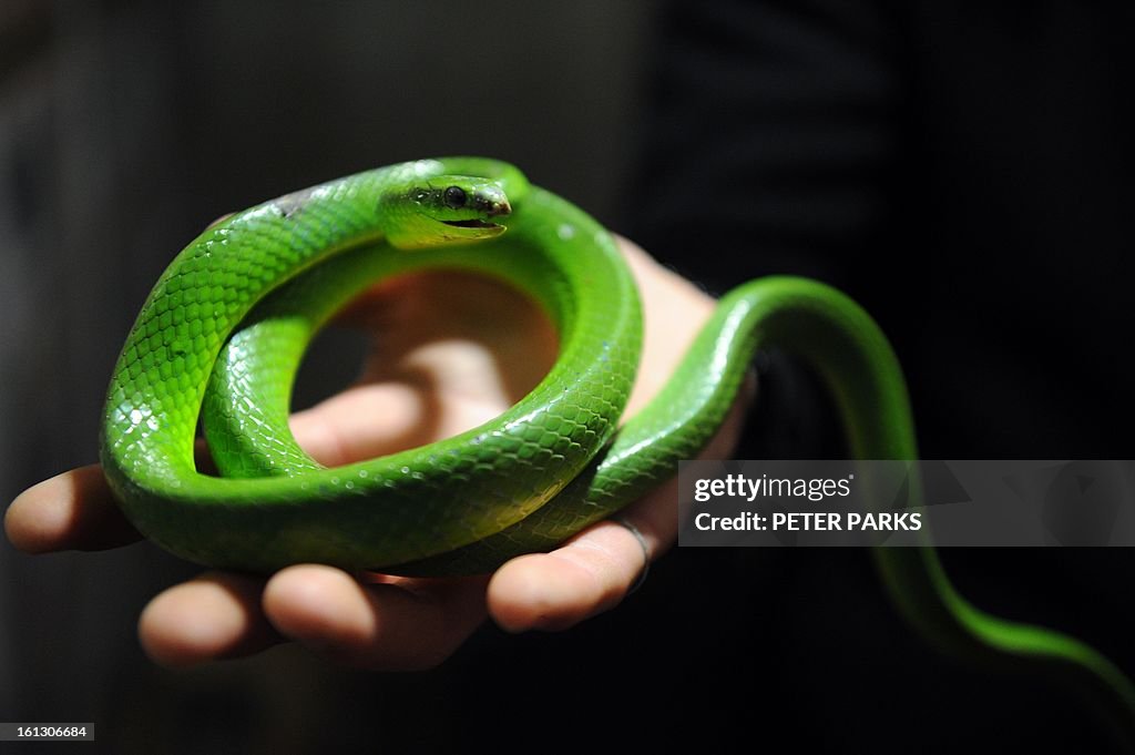 CHINA-LUNAR-ANIMAL-SNAKE