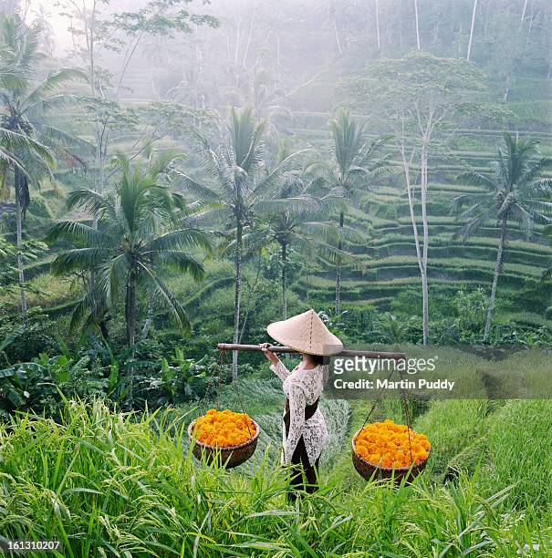bali, woman walking through rice terraces - balinesische kultur stock-fotos und bilder
