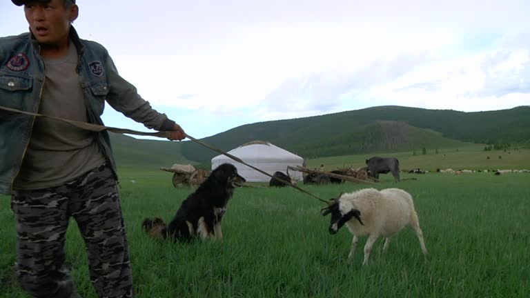 Sheep Roping 72 Dog Mongolia Stock Videos, Footage, & 4K Video Clips - Getty Images