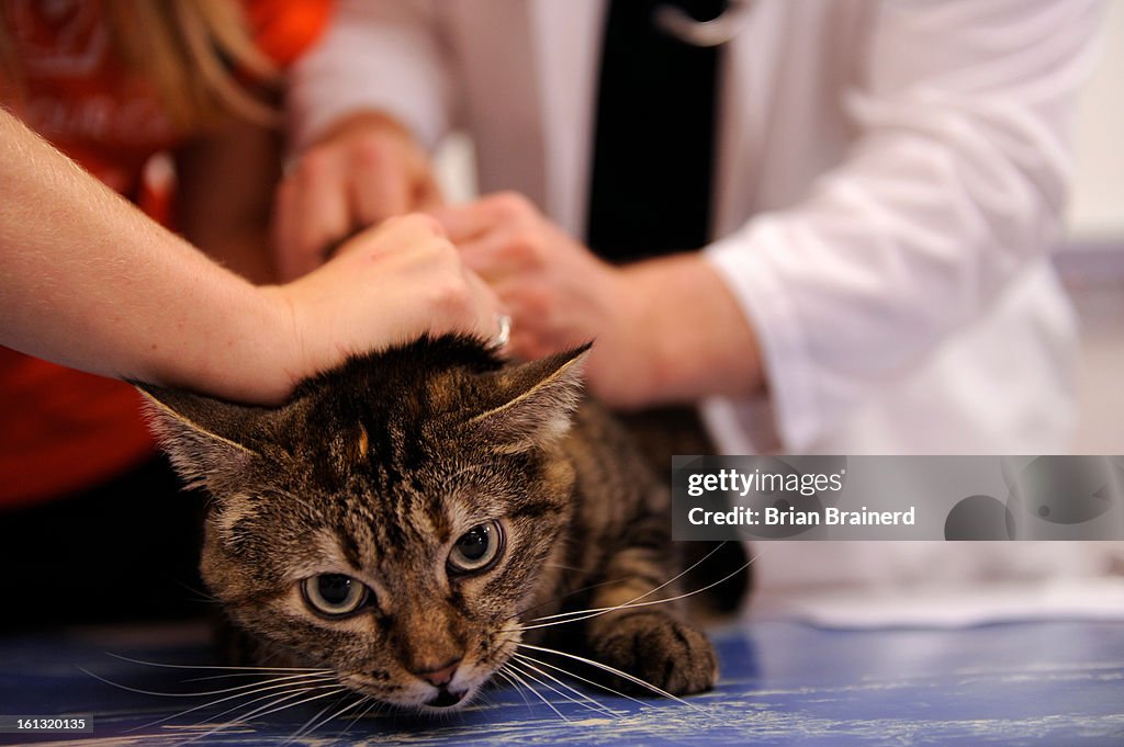 (js) cd25cats_bb_3 -- Cat named Sydney has a microchip injected at the Denver Dumb Friends League Wednesday. The event kicked off the free microchip program offered to Denver area cat owners by the Chip Your Cat program. Chip makers HomeAgain and Bayer re