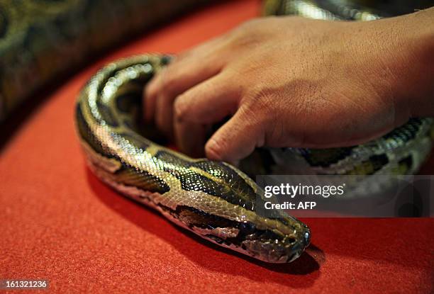 Snake Keeper Photos and Premium High Res Pictures - Getty Images