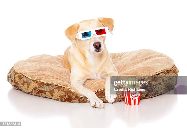 dog with 3d glasses - bed on white stock pictures, royalty-free photos & images