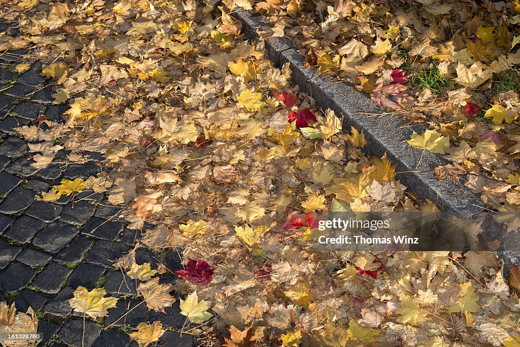 Fall leaves on a cobble stone street