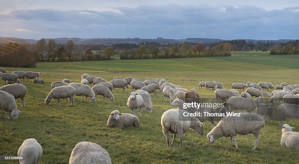 Sheep in a field