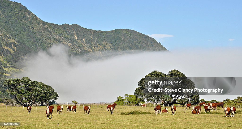 Low cloud and cows