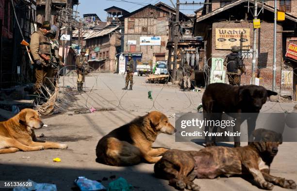 Pack of dogs rest on a main road as Indian paramilitary soldiers and policemen stand guard during a curfew on the second consecutive day after the...