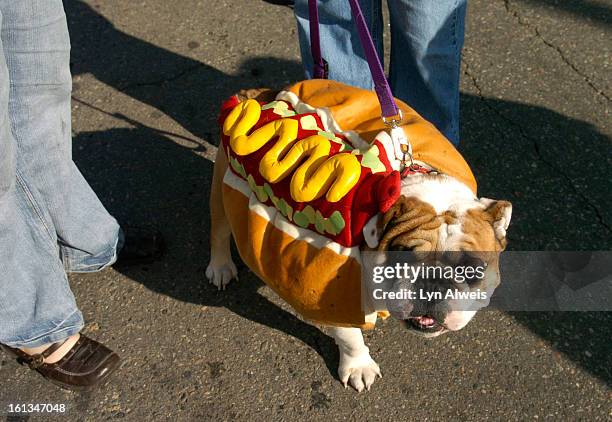 Bosco" the English Bulldog models his hot dog costume during the Halloween costume contest for dogs on the last day of the Old South Pearl Street...