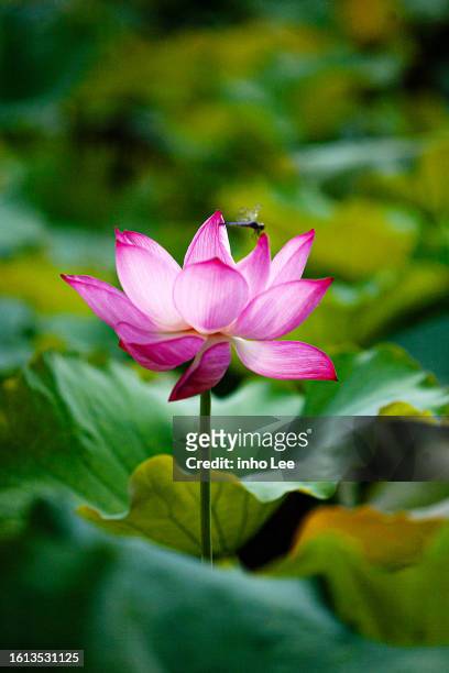 lotus - udon thani stock pictures, royalty-free photos & images