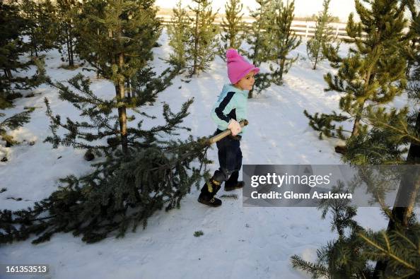 SCENES OF SEASON--Four-year-old Kaylin <cq> Young helps her dad, Chris, rearrange trees at the native Colorado Christmas tree lot on December 18, 2007. The trees at this Smith farm X-mas tree lot near 75th Ave. and Valmont Road that features trees cut dow SCENES OF SEASON--Four-year-old Kaylin <cq> Young helps her dad, Chris, rearrange trees at the native Colorado Christmas tree lot on December 18, 2007. The trees at this Smith farm X-mas tree lot near 75th Ave. and Valmont Road that features trees cut dow