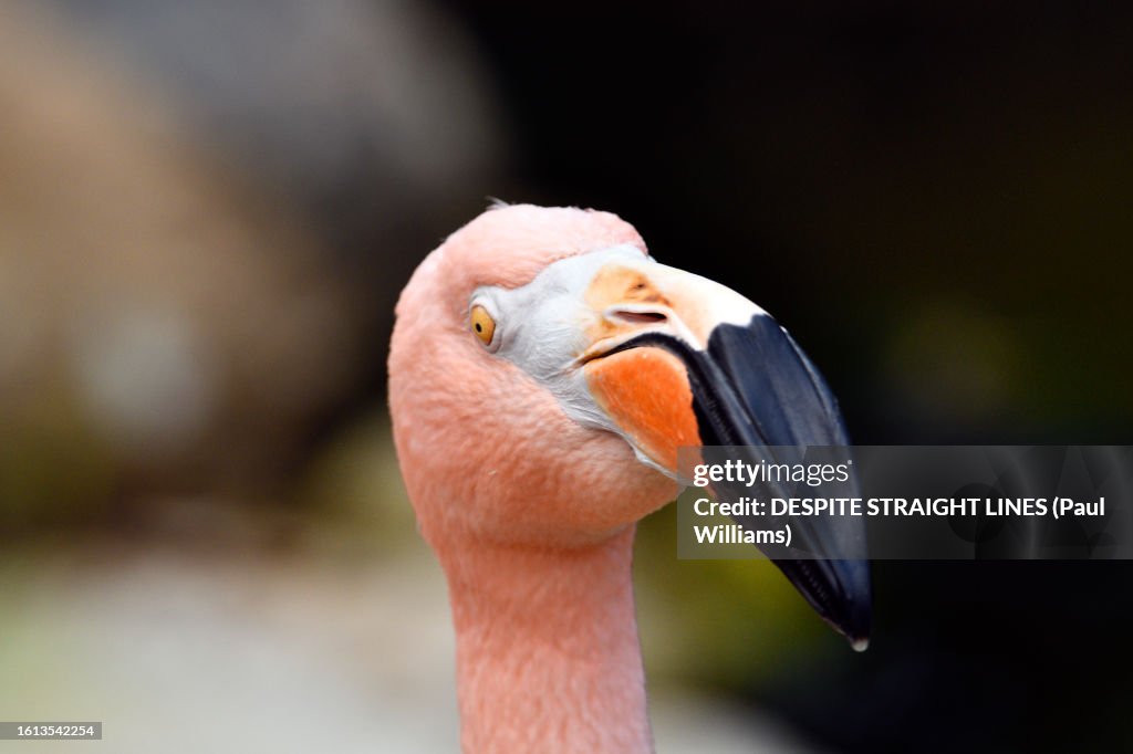 Phoenicopterus ruber (American flamingo)
