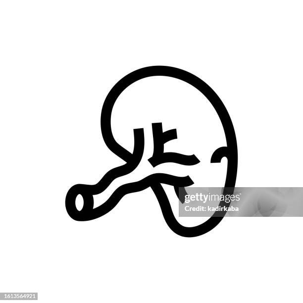 spleen line icon, design, pixel perfect, editable stroke. logo, sign, symbol. human organs. - probiotic stock illustrations