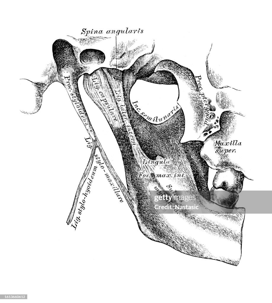 Maxilla joint