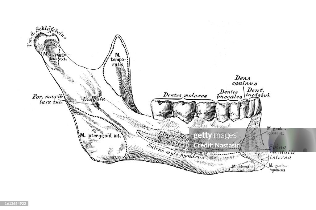 Lower jaw, maxilla inferior, from the inside